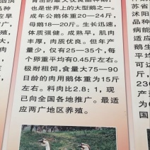 鹅苗