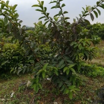 番石榴苗30~50cm