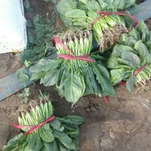 名门菠菜20~25厘米