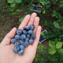 蓝丰蓝莓鲜果10~12mm以上