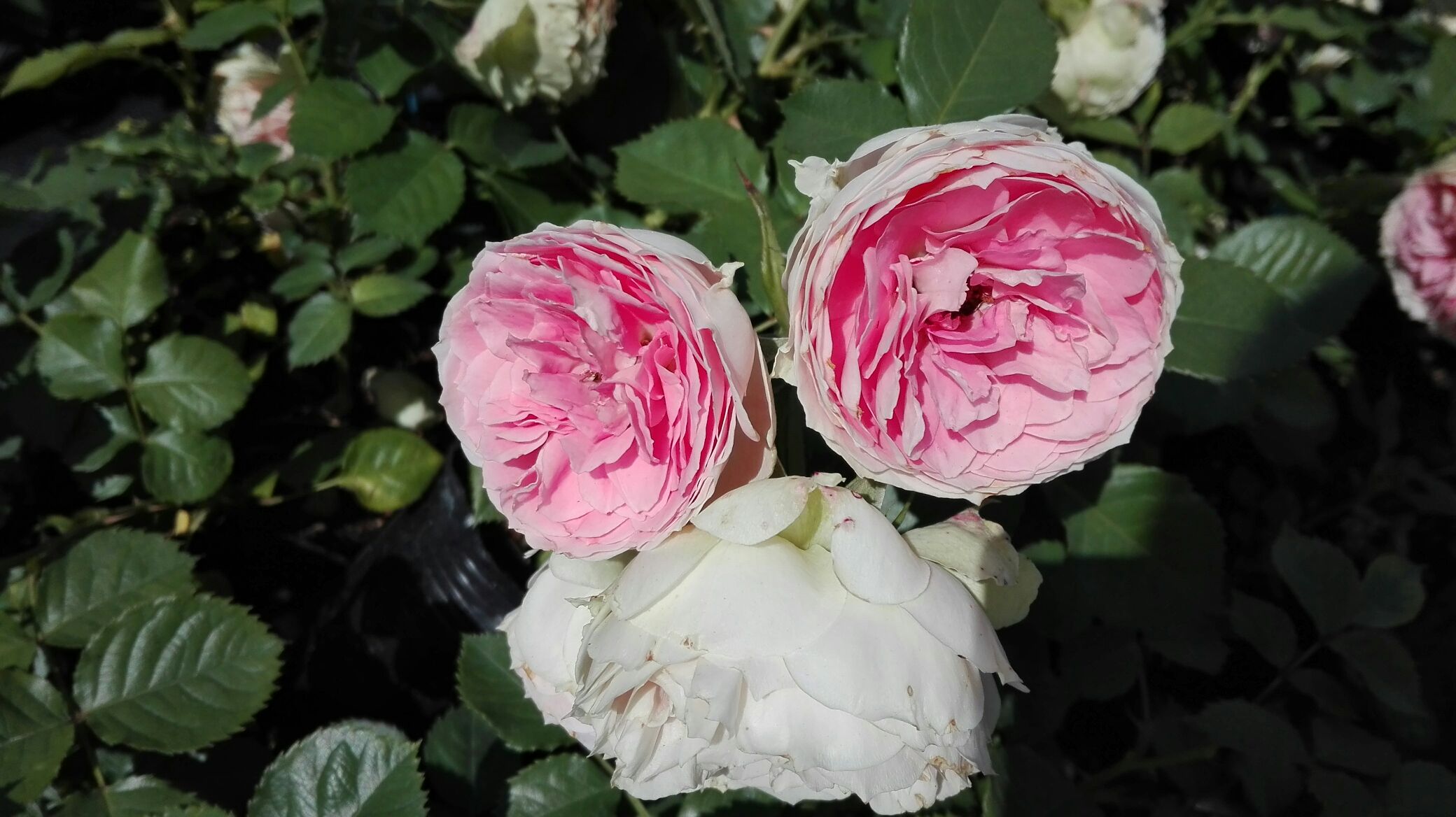 莫奈月季盛开特写