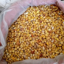 药用白果白果仁银杏仁去皮水煮白果仁药食同源