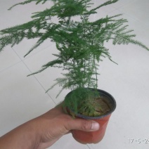 文竹