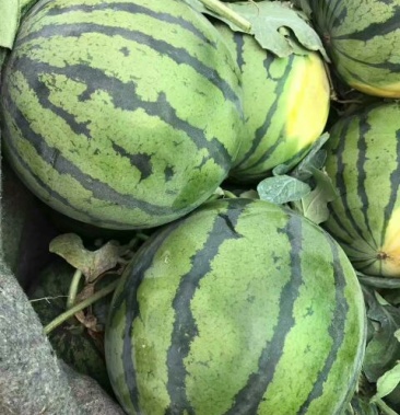 [京欣西瓜批发]京欣西瓜 8斤打底 8成熟 1茬价格0.90元/斤 - 一亩田