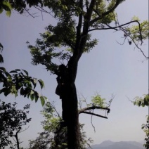 青钱柳茶二级
