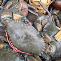 缅甸鲜活公蟹，单只重100克