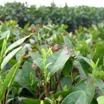 普洱茶一级