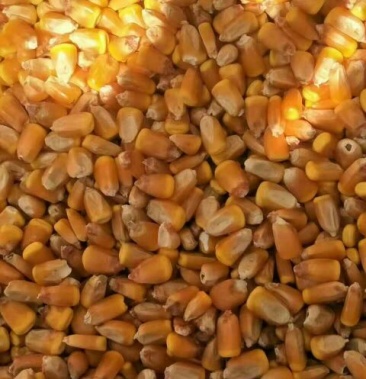 [玉米批发]先玉335玉米 14~16%价格1.52元/斤 - 一亩田