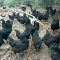 绿壳蛋鸡苗35~45克出壳苗通货