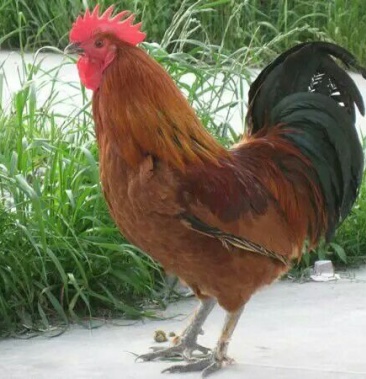 瑶鸡苗 青脚土鸡苗,红瑶鸡苗