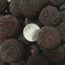 慈溪杨梅1.5~2cm