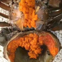 膏蟹100克缅甸鲜活螃蟹青蟹