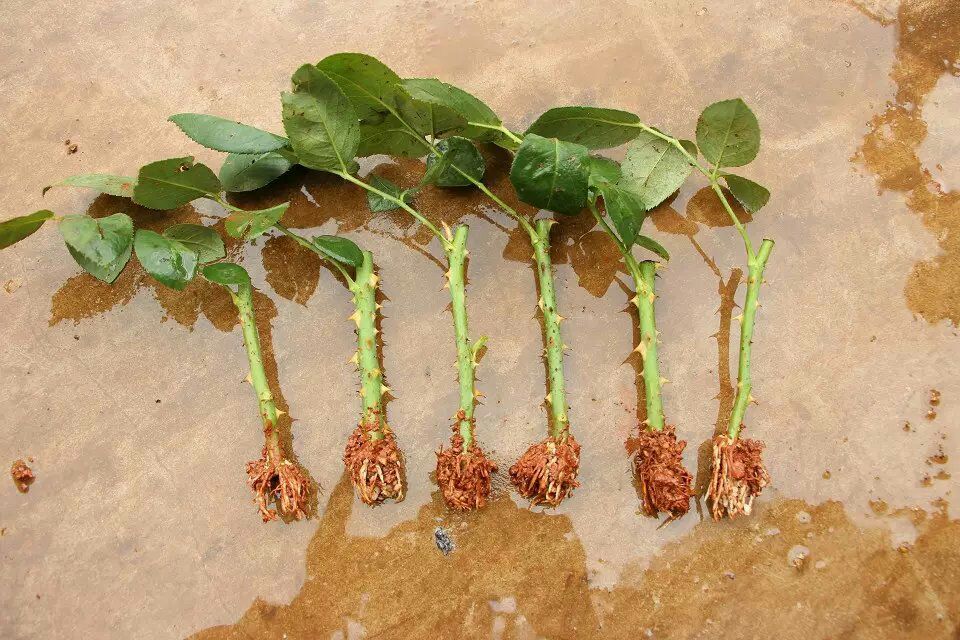 阳光玫瑰扦插苗的插条处理过程