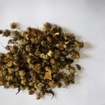 杭州白菊散装