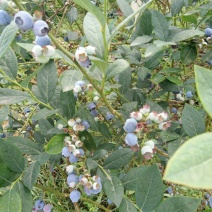 蓝莓鲜果2~4mm以上