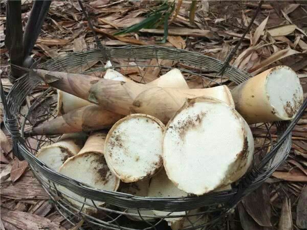 一位农民蹲在地上,用手拨开落叶和泥土,露出一根粗壮的新鲜麻竹笋,正用锋利的刀具小心切割笋基,旁边放着装满竹笋的竹筐 竹农正在采收新鲜竹笋
