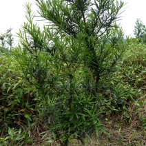 罗汉松树桩5~10cm