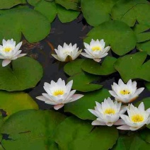 荷花30~40cm