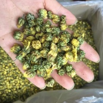 杭州白菊散装