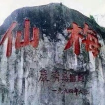 杨梅1.5~2cm