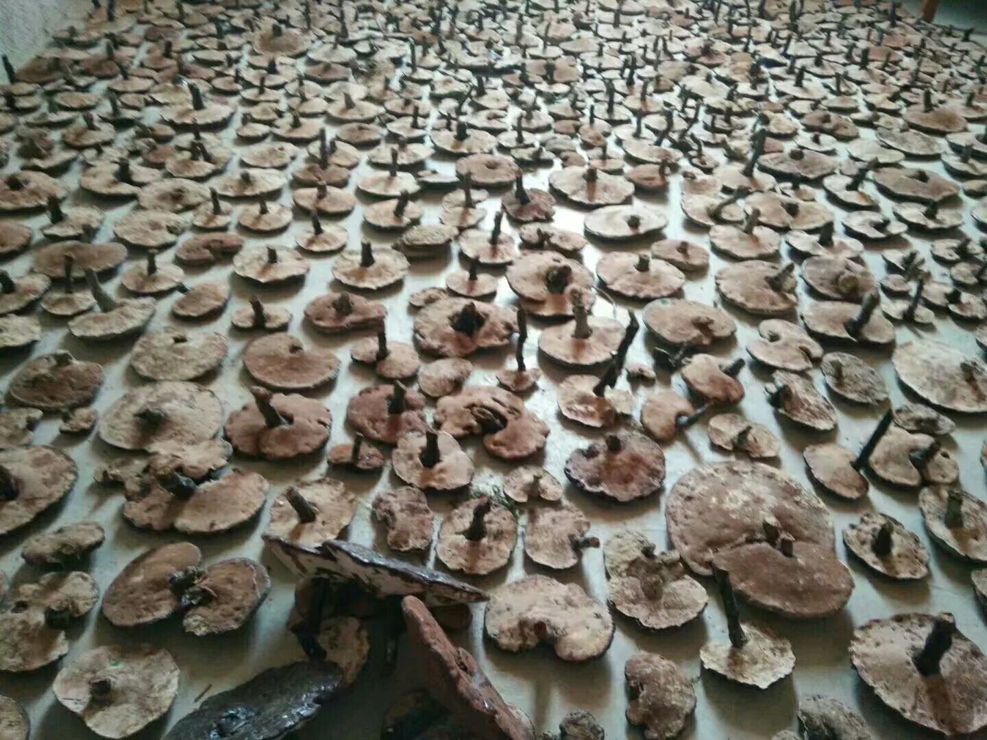 五指山热带雨林中的黑灵芝段木栽培基地全景