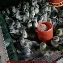 灰鹅苗250g以下