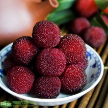 东魁杨梅