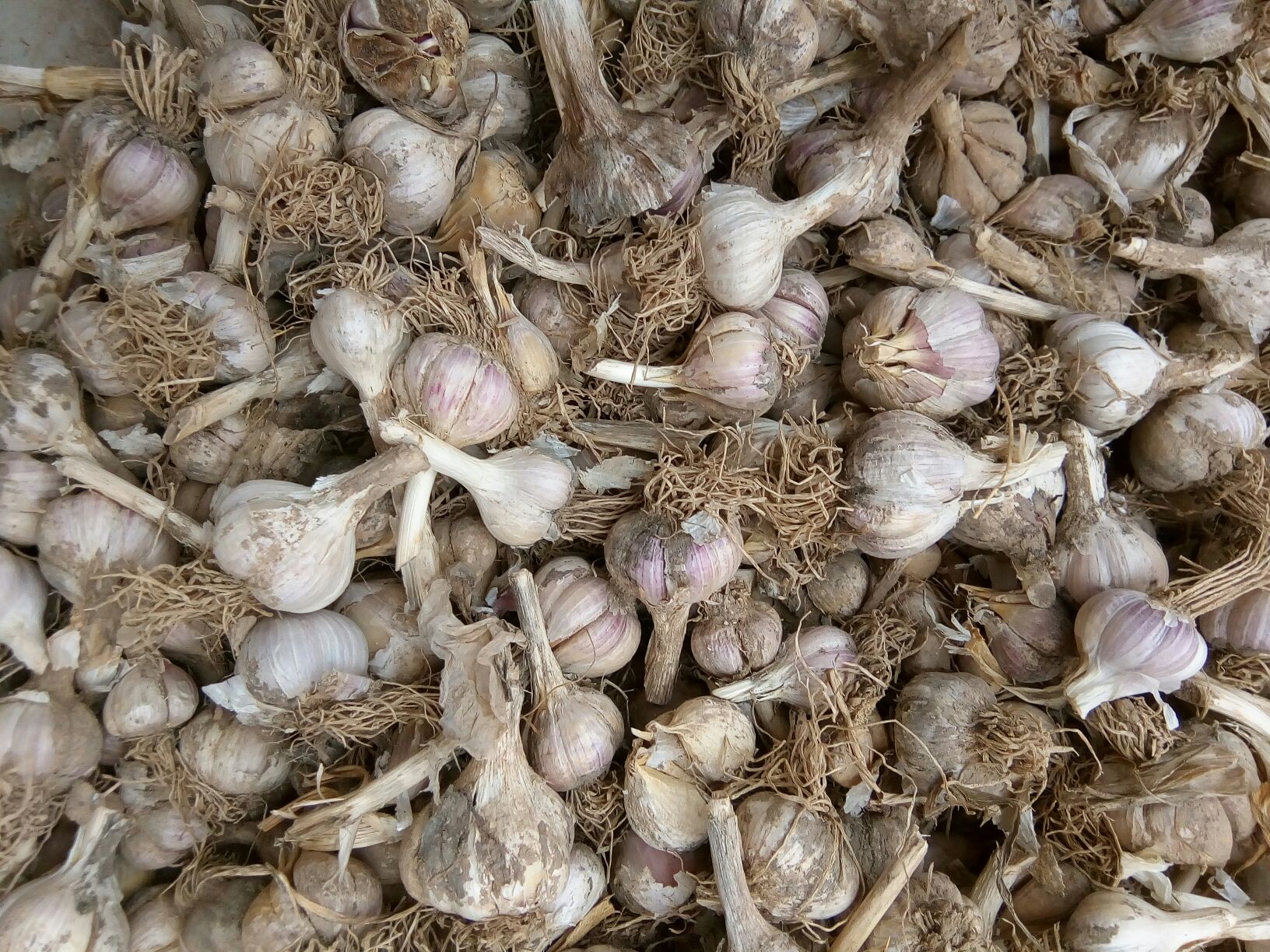 田间采收场景：农民双手托起一串刚出土的完整蒜合，蒜衣覆土未净，呈浅褐色带紫色晕染，根须微带湿润泥土；背景为疏朗蒜田，阳光斜射凸显蒜合轮廓与层次感