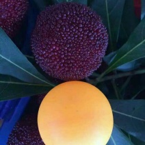 仙居杨梅3~4cm