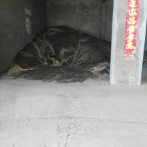 油菜籽1