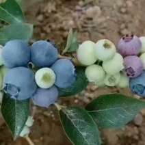 蓝莓鲜果8~10mm以上