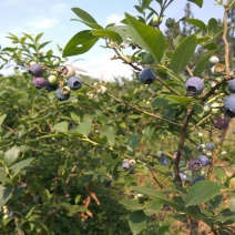 兔眼蓝莓鲜果12~14mm以上