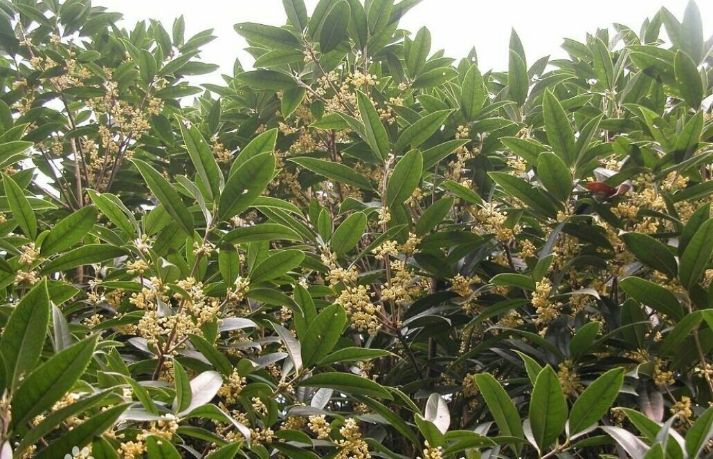 四季桂盛开特写