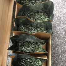 福鼎白茶