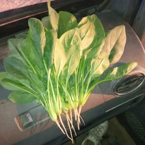 大叶菠菜25~30厘米