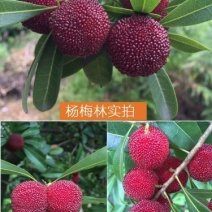 荸荠种2~2.5cm