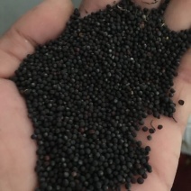 油菜籽