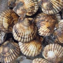 虾夷扇贝