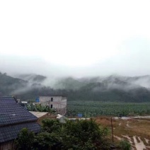 普洱茶