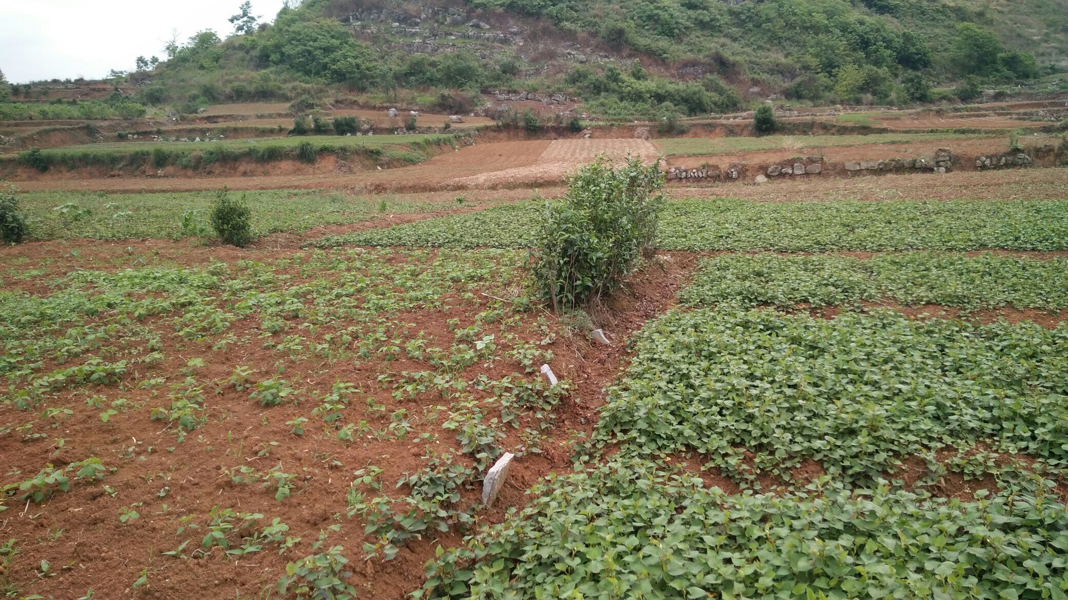 红叶紫茎鱼腥草在云贵高原梯田种植场景