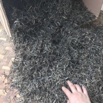 普洱茶