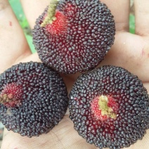火炭杨梅1.5~2cm