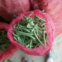 矮生刀豆10cm以下