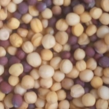 油菜籽5
