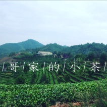 普洱茶