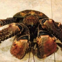 螃蟹食用雌蟹