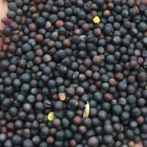 油菜籽1
