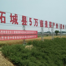 平韭6号韭菜头茬少量干尖