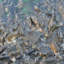 鲤鱼食用1~2公斤