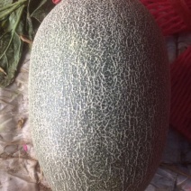 西州蜜瓜